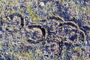 Trittsiegel von beschlagenen Hufen Trittsiegel von beschlagenen Hufen