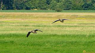 brandenburger.land - Havelland - Wildgänse im Flug