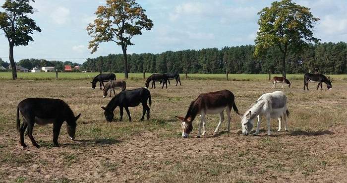 Eselherde in Paaren - artgerecht und glücklich Eselherde in Paaren - artgerecht und glücklich