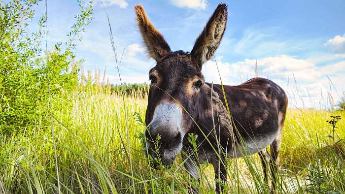 brandenburger.land - Eselin Lola auf dem Paarener Hügel brandenburger.land - Eselin Lola auf dem Paarener Hügel