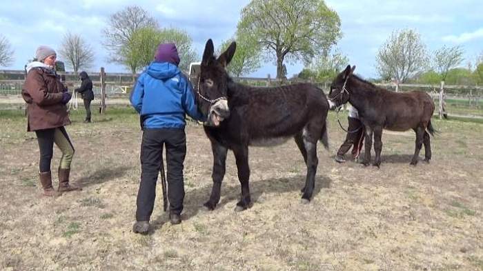 Parelli für Esel mit Instruktorin Klaudia Duif bei den Eselfreunden im Havelland e. V. Parelli für Esel mit Instruktorin Klaudia Duif bei den Eselfreunden im Havelland e. V.