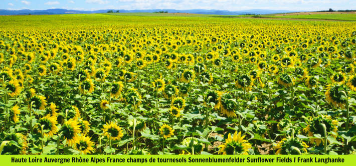 Haute Loire Auvergne Rhône Alpes France champs de tournesols - Sonnenblumenfelder - Sunflower Fields Frank Langhanke brandenburger.land - Naturfotograf Frank Langhanke