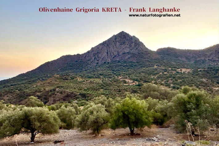 Olivenhaine Grigoria Kreta / Kreta Olivenöl - Frank Langhanke brandenburger.land - Naturfotograf Frank Langhanke
