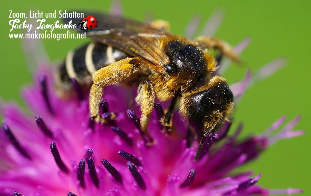 Ein Saftsüffler die Streifenwanze - Makrofotografin Jacqueline Langhanke