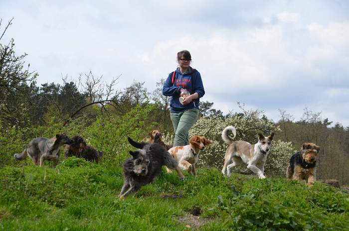 Brandenburger Land - Hundeleben im Rendezvous mit Tieren, Pro Animale Stiftung für Tiere in Not