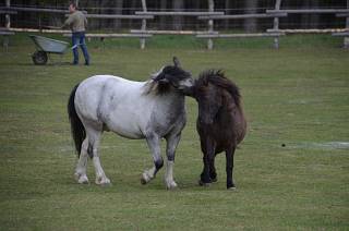 Brandenburger Land - Spielende Ponys im Rendezvous mit Tieren, Pro Animale Stiftung für Tiere in Not