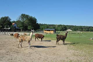 Brandenburger Land - Alpakas im Rendezvous mit Tieren, Pro Animale Stiftung für Tiere in Not